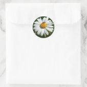 Bee op Daisy Alaskan Summer Natuur Foto Ronde Sticker (Tas)