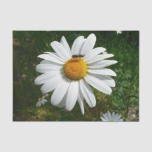 Bee op Daisy Alaskan Summer Natuur Foto Tissuepapier