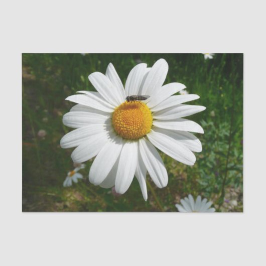 Bee op Daisy Alaskan Summer Natuur Foto Tissuepapier (Voorkant)