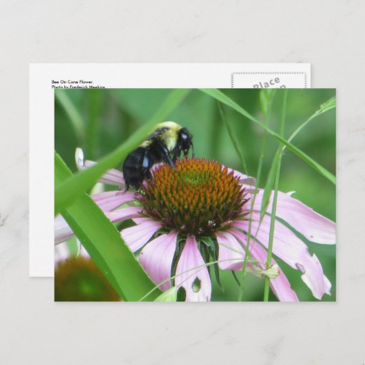 Bee op de kloonventilator briefkaart (Voorkant / Achterkant)