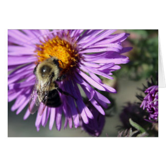 Bee op een Aster