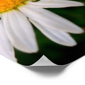Bee op een Daisy Poster (Hoek)
