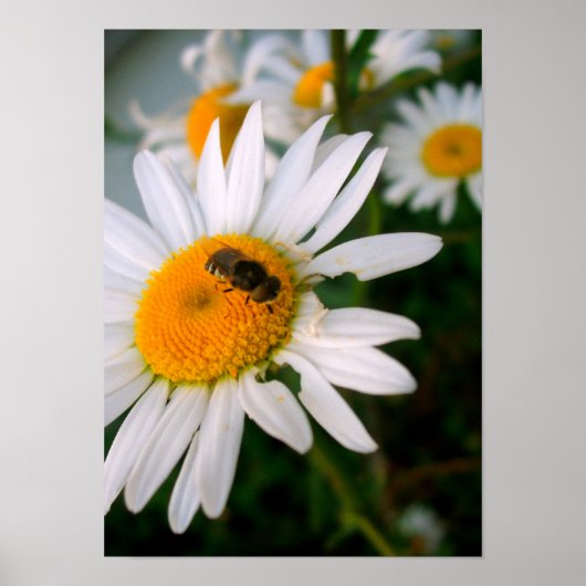 Bee op een Daisy Poster (Voorkant)