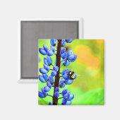 Bee op een Lupin-foto Magneet (Voorkant / Achterkant)