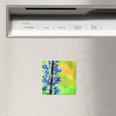Bee op een Lupin-foto Magneet (Insitu (Vaatwasser))