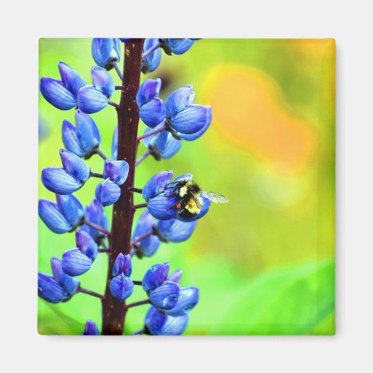 Bee op een Lupin-foto Magneet (Voorkant)