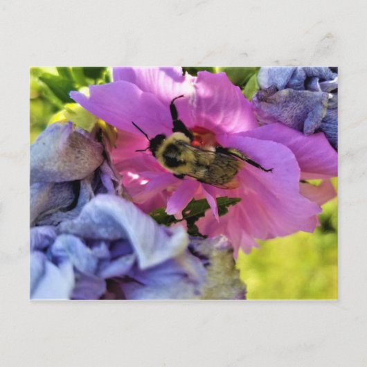 BEE OP EEN PINK HIBISCUS-BRIEFKAART BRIEFKAART (Voorkant)