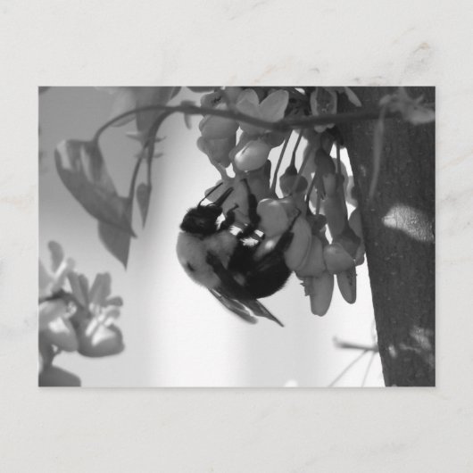 Bee op een Redbud Bloom Briefkaart (Voorkant)