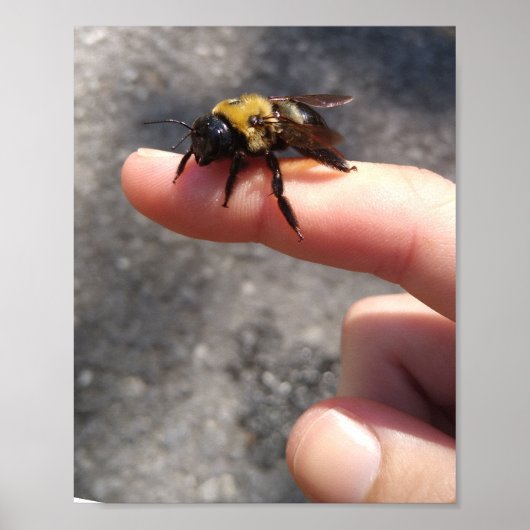 Bee op een vinger poster (Voorkant)