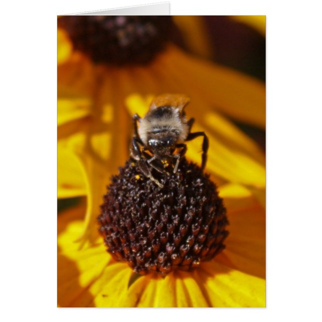 Bee op een zwarte Eyed Susan (Voorkant)