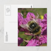 Bee op Fireweed, Unalaska Island Briefkaart (Voorkant / Achterkant)