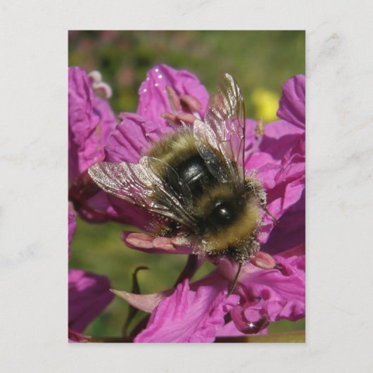 Bee op Fireweed, Unalaska Island Briefkaart (Voorkant)