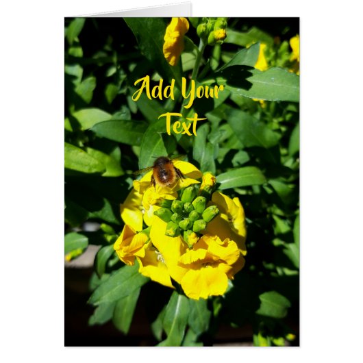 Bee op gele bloemen (Voorkant)