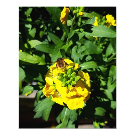 Bee op gele bloemen foto afdruk (Voorkant)