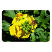 Bee op gele bloemen magneet (Horizontaal)