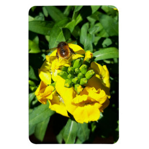 Bee op gele bloemen magneet