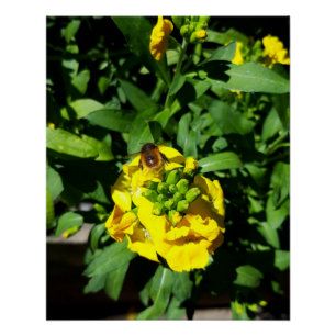 Bee op gele bloemen perfect poster