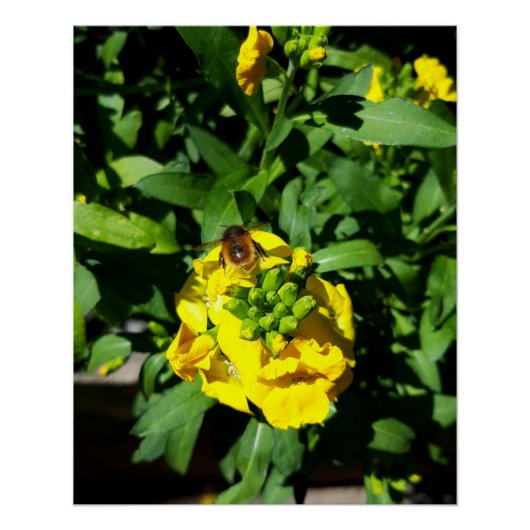 Bee op gele bloemen perfect poster (Voorkant)