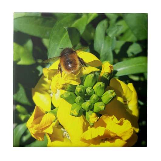 Bee op gele bloemen tegeltje (Voorkant)