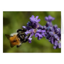 Bee op Lavender