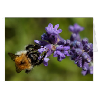 Bee op Lavender
