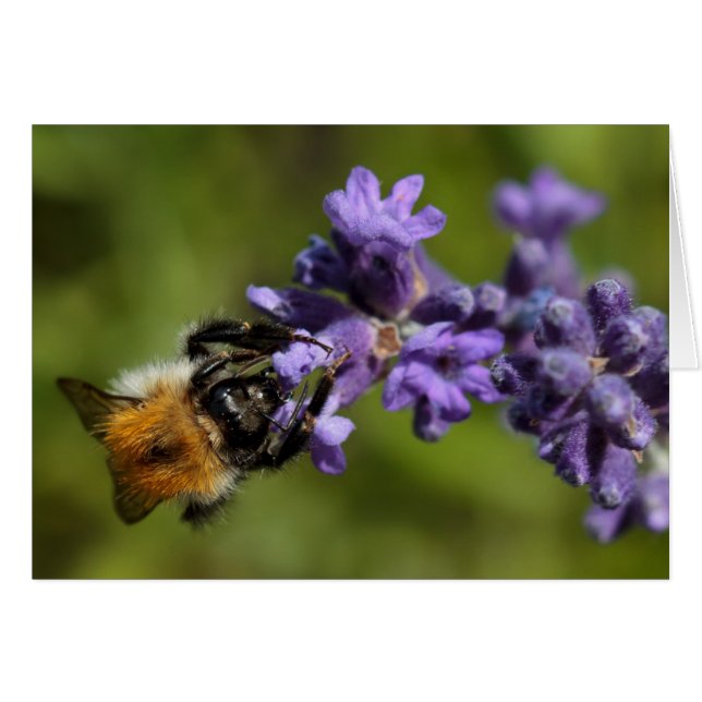 Bee op Lavender (Voorkant Horizontaal)