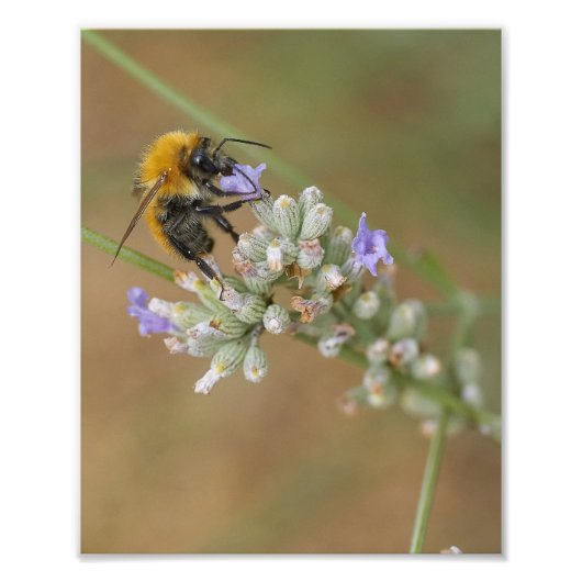Bee op Lavender Foto Afdruk (Voorkant)