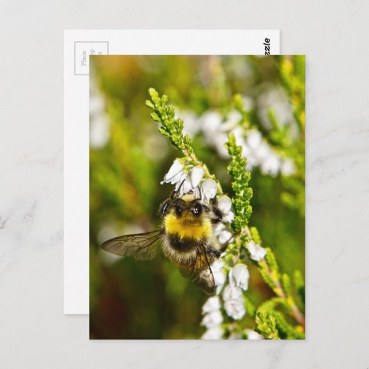 Bee op Lucky White Heather Briefkaart (Voorkant / Achterkant)