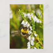 Bee op Lucky White Heather Briefkaart (Voorkant)