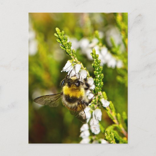 Bee op Lucky White Heather Briefkaart (Voorkant)
