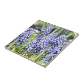 Bee op muscari Flowers Tegeltje (Zijkant)