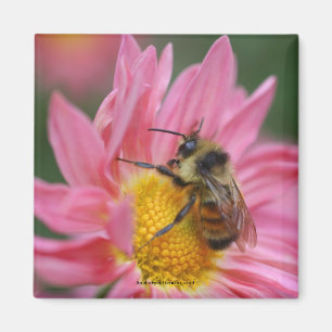 Bee op roze Daisy Flower Photo Magnet