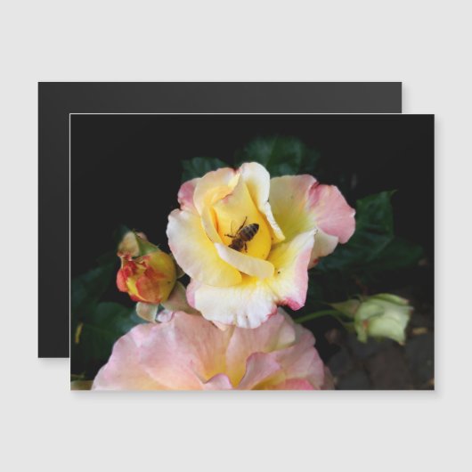 Bee op roze gele rozenbloemen (Voorkant / Achterkant)