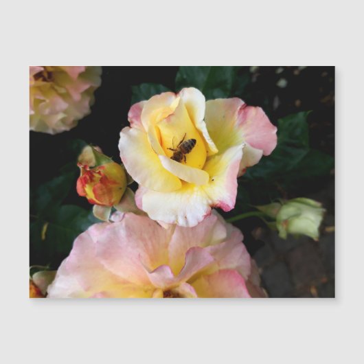 Bee op roze gele rozenbloemen (Voorkant)