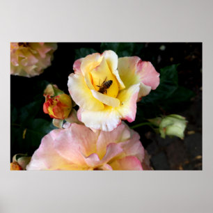Bee op roze gele rozenbloemen poster