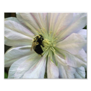 Bee op White Clematis-ventilator 10x8 Natuur afdru Foto Afdruk