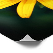 Bee op zwarte, met de oog op Susan Flower Poster (Hoek)