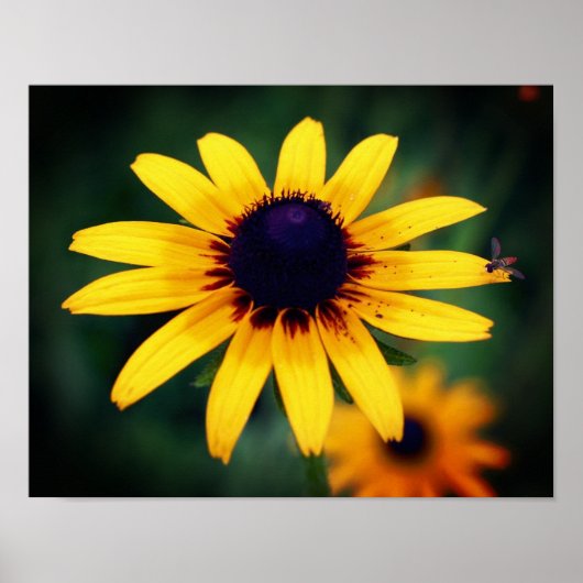 Bee op zwarte, met de oog op Susan Flower Poster (Voorkant)