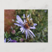 Bee Poscard Briefkaart (Voorkant)