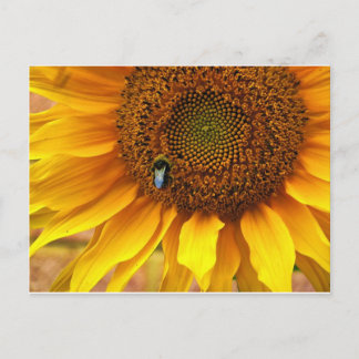 Bee Sunny Briefkaart