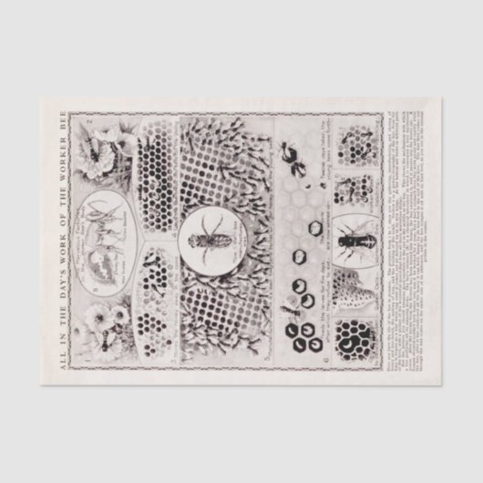 Bee Vintage Poster uit de onderwijsreeks Tissuepapier (Voorkant)