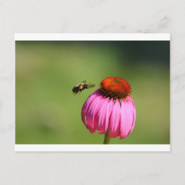 Bee vliegt naar een Coneflower, Ohio Briefkaart