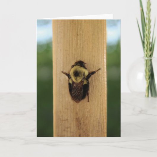 Bee-zilla Kaart (Voorkant)