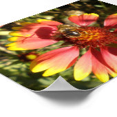 Bee zit op een maagkern poster (Hoek)