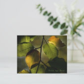 Beech Briefkaart (Staand voorkant)