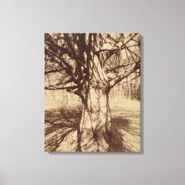 Beech Tree (door Eugène Atget) Canvas Afdruk