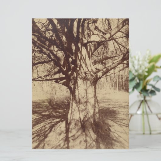 Beech Tree (door Eugène Atget) Kaart (Staand voorkant)