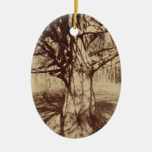 Beech Tree (door Eugène Atget) Keramisch Ornament (Voorkant)