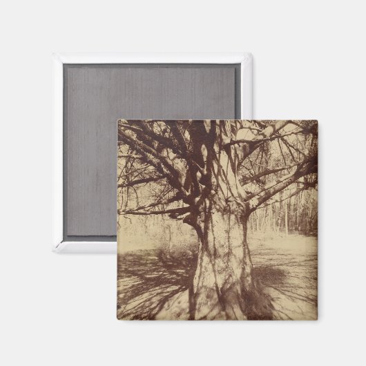 Beech Tree (door Eugène Atget) Magneet (Voorkant / Achterkant)