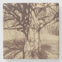 Beech Tree (door Eugène Atget)